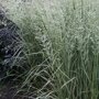 Calamagrostis acutiflora 'Overdam'