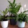 Calathea 'Insignis'