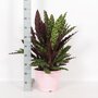Calathea 'Insignis'