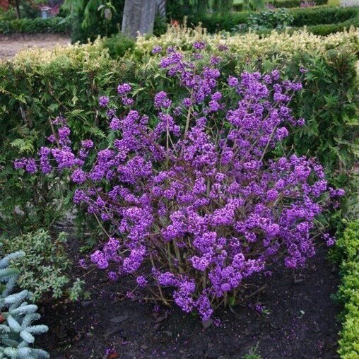 Callicarpa bodinieri 'Profusion'