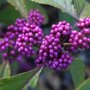 Callicarpa bodinieri 'Profusion'