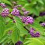 Callicarpa bodinieri 'Profusion'