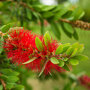 Rode bloemen van de Callistemon