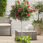 Callistemon op stam op terras