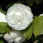 Camellia Wit