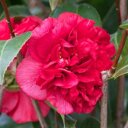 Camellia Rood