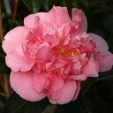 Camellia Roze