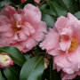 Camellia Roze