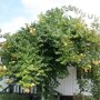 Campsis radicans 'Flava'