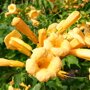 Campsis radicans 'Flava'