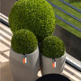 Buxus bol met Capi Tuch pot