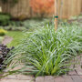Limegroene zegge - Carex oshimensis 'Everlime'