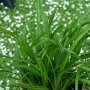 Carex morrowii ‘Irish Green’ pol