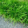 Carex morrowii ‘Irish Green’ border