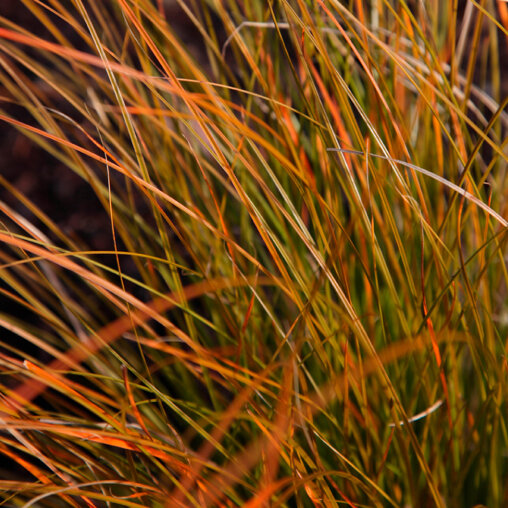 Oranje zegge - Carex testacea 'Prairie Fire'