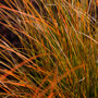 Oranje zegge - Carex testacea 'Prairie Fire'