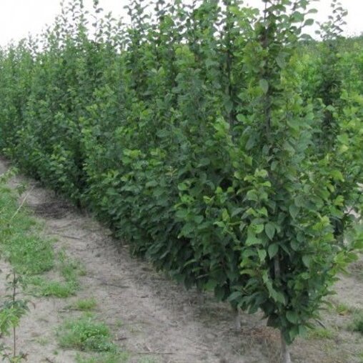 Beveerde haagbeuk (Carpinus betulus ‘A. Beeckman')