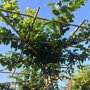 Carpinus betulus vierkante dakboom