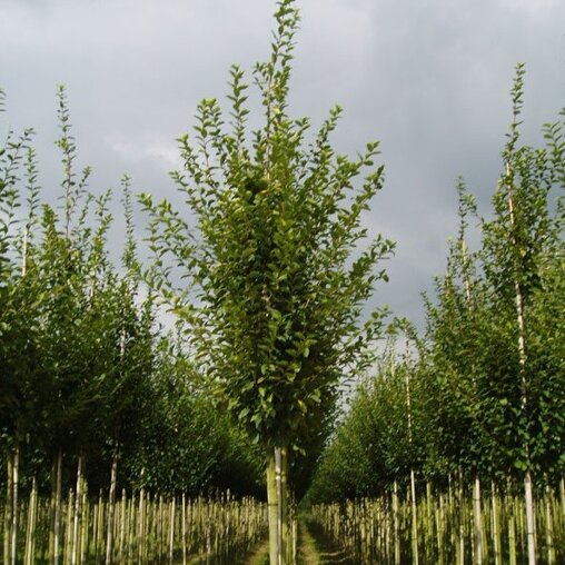 Carpinus betulus 'Fastigiata'