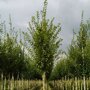 Carpinus betulus 'Fastigiata'