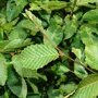 Haagbeuk beveerd (Carpinus betulus 'Frans Fontaine') blad