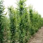 Haagbeuk beveerd (Carpinus betulus 'Frans Fontaine')