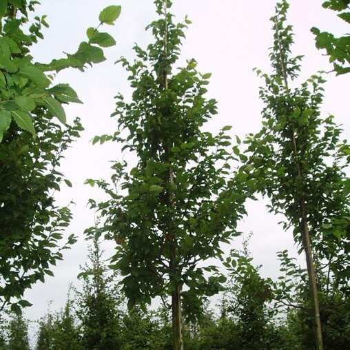 Haagbeuk (Carpinus betulus ‘Frans Fontaine’)