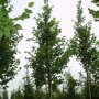 Haagbeuk (Carpinus betulus ‘Frans Fontaine’)