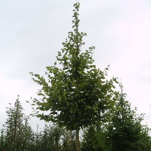 Haagbeuk (Carpinus betulus)