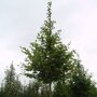 Haagbeuk (Carpinus betulus)