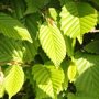 Haagbeuk beveerd (Carpinus betulus 'Lucas') blad