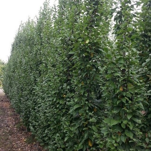 Haagbeuk beveerd (Carpinus betulus 'Lucas')
