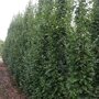 Haagbeuk beveerd (Carpinus betulus 'Lucas')