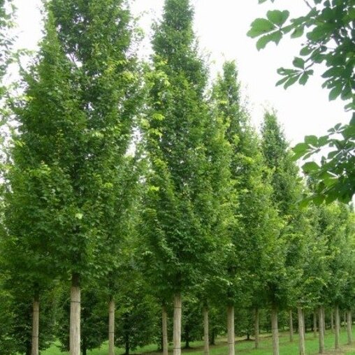 Haagbeuk (Carpinus betulus ‘Lucas’)