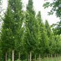 Haagbeuk (Carpinus betulus ‘Lucas’)