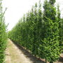 Haagbeuk beveerd (Carpinus betulus 'Lucas')