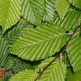 Leihaagbeuk (Carpinus betulus) blad