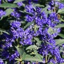 Caryopteris clandonensis 'Grand Bleu' ®