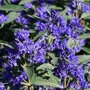 Caryopteris cland. 'Grand Bleu' ®