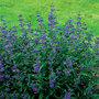 Caryopteris cland. 'Grand Bleu' ®