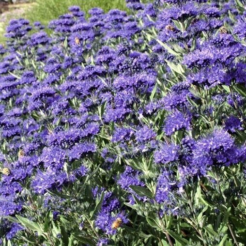 Caryopteris clandonensis 'Heavenly Blue'