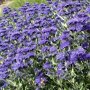 Caryopteris clandonensis 'Heavenly Blue'