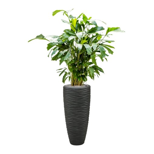 Caryota mitis in Baq Polystone Seaside