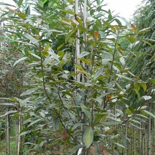 Castanea sativa ‘Anny’s Summer Red’