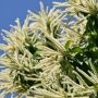 Castanea sativa bloemen