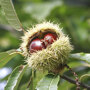 vruchten van de castanea sativa