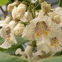 Catalpa bignonioides 'Aurea' bloemen