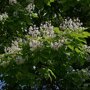 Catalpa bignonioides 'Aurea' bloemen