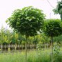 Catalpa bignonioides 'Nana'