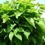 Catalpa bignonioides 'Nana'